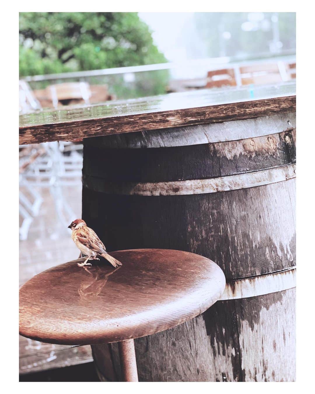 遠海まりこさんのインスタグラム写真 - (遠海まりこInstagram)「———————————————————————﻿ ﻿ ﻿ ﻿ ﻿ 食べもの探して周りをグルグル。﻿ ﻿ ﻿ ﻿ ﻿ ﻿ ﻿ ﻿ #birds #bird #sparrow #rainydays #weekendmorning #weekend #morning  ﻿」7月25日 7時21分 - marikotohmi99