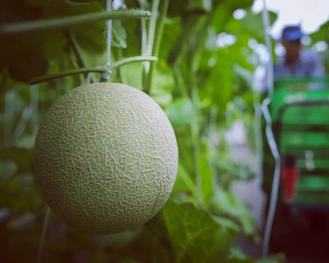 愛知県田原市さんのインスタグラム写真 - (愛知県田原市Instagram)「Have you eaten this year already?  みんな〜今年も田原のメロン食べた？  * #メロン王国田原！ ただいま絶賛#メロンの収穫中#今年も美味しくできました！  ところで、 #マスクメロン#MUSKMELON は#ムスクの香り がするところから来てるんだって!知ってた？#ムスクの甘い香り #五感 で召し上がれ♡ * #たはら暮らし  #渥美半島#田原市#田原#伊良湖岬#伊良湖#赤羽根#菜の花浪漫街道  #tahara#irago#akabane #サーフィン#surfing#田舎暮らし#日々の暮らし#休日の過ごし方#スローライフ#instagramjaran#igersjp」7月25日 7時33分 - tahara_kurashi