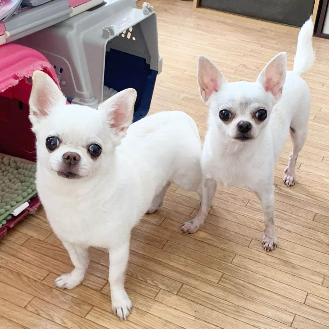 KORIKIさんのインスタグラム写真 - (KORIKIInstagram)「おはようございます♪ * #dogofsapporo #dog, #dogs, #dogstagram,#chihuahua,#犬バカ部,#チワワ,#koriki, #hanadog #白スムチ連合会, #スムチー,  #dogofthedayjp, #dogoftheday  #ilovemydog #instadog #instapet #WhiteChihuahua  #吉娃娃 #치와와  #dogsofinstagram #Chihuahualover  #ชิวาวา #チワワの輪 #barkbox #WhiteChihuahuaParty #もふもふモフモフ」7月25日 7時28分 - koriki_dog