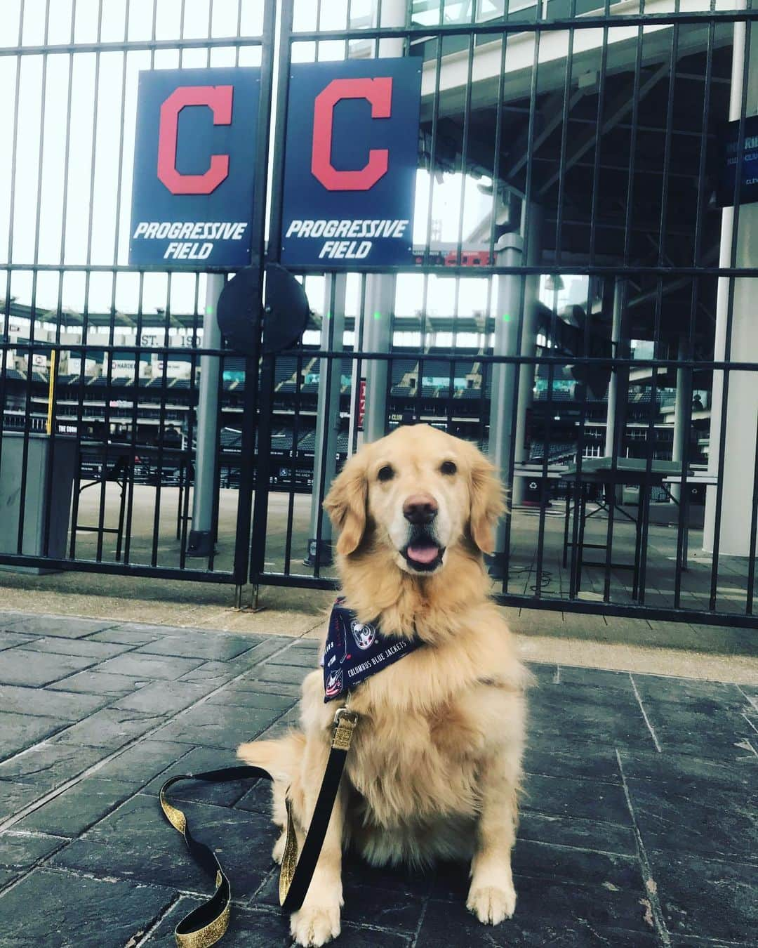 モヒートさんのインスタグラム写真 - (モヒートInstagram)「It may look a little different this year (not just the pandemic-it’s 85 and sunny not cold and snowy 😂) but it’s finally opening day in CLE! It’s nice to have a bit of normalcy back 💙❤️⚾️ Go Tribe!! #windians @indians #clevelandindians #openingday #cleveland #thisiscle   ------------------------------- #chewy #goldensofig #goldenretriever  #goldenretrieversofinstagram #betterwithpets #dogsofig  #dogsofinstagram #fluffypack #gloriousgoldens #welovegoldens #ilovemydog #goldenlife #bestwoof #ProPlanDog #ilovegolden_retrievers #mydogiscutest #retrieversgram #dogsofcle」7月25日 7時31分 - mojito_rose_family