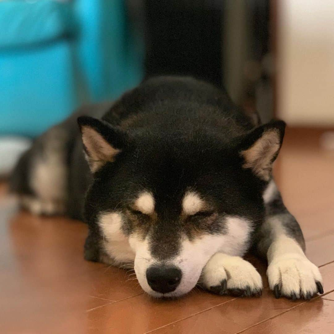 くろさんのインスタグラム写真 - (くろInstagram)「#💤 #スヤスヤ豆 #スヤスヤ犬 #sleepdog #kuroshiba #blackshiba #shibainu #shibastagram #instadog #dogstagram #柴犬 #黒柴 #黑柴 #癒し犬 #いぬら部 #ふわもこ部 #柴犬部 #モフモフ生命体 #柴犬のいる暮らし #柴犬のいる生活 #柴犬と一緒 #黒柴のいる暮らし #黒柴のいる生活 #黒柴と一緒 #わんこのいる暮らし #わんこのいる生活 #わんこと一緒 #わんダフォ #わんだふるJapan」7月25日 7時46分 - m6bmw