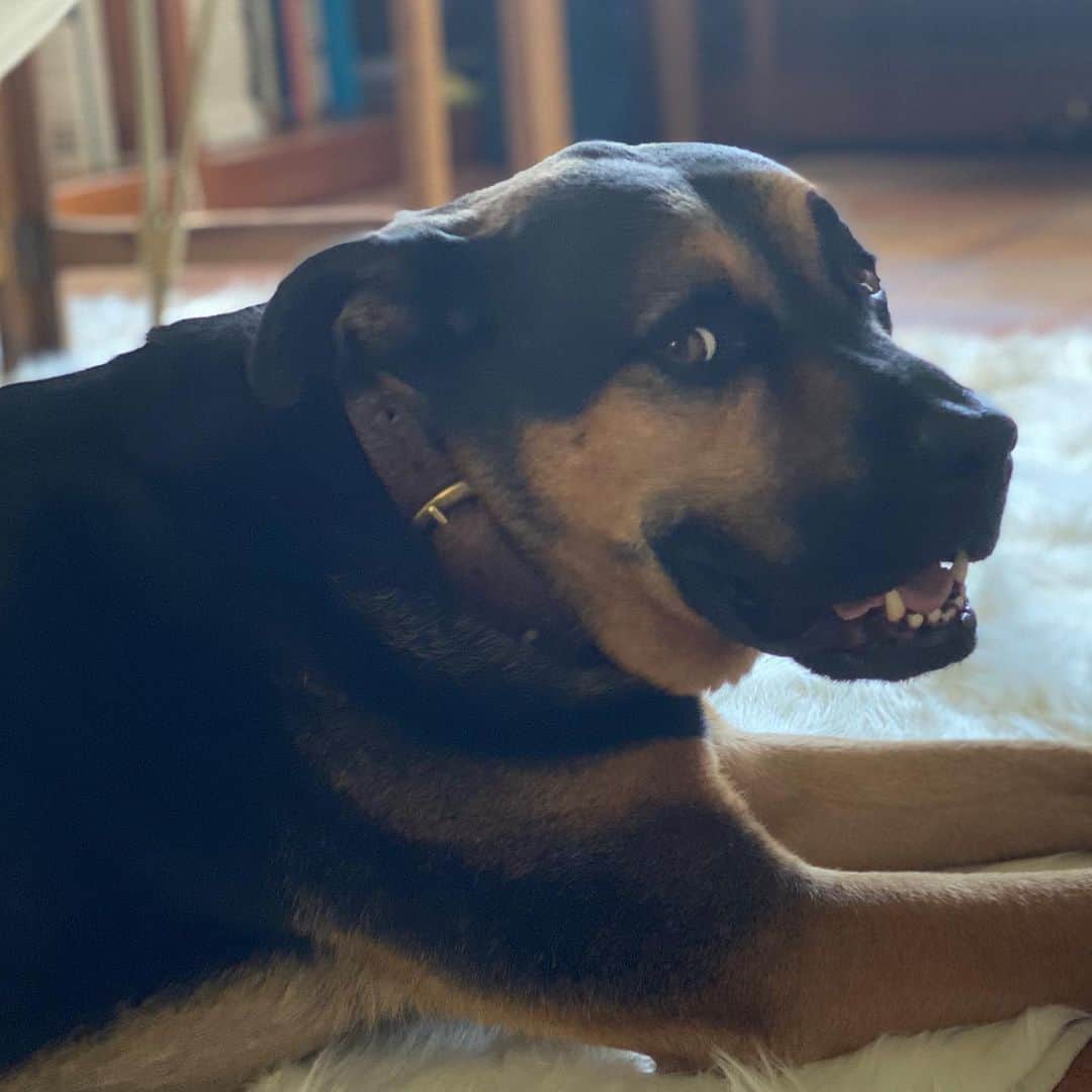 ブリアナ・エヴィガンのインスタグラム：「100% just had a convo... just saying. #maxthecomebackdog 💙」