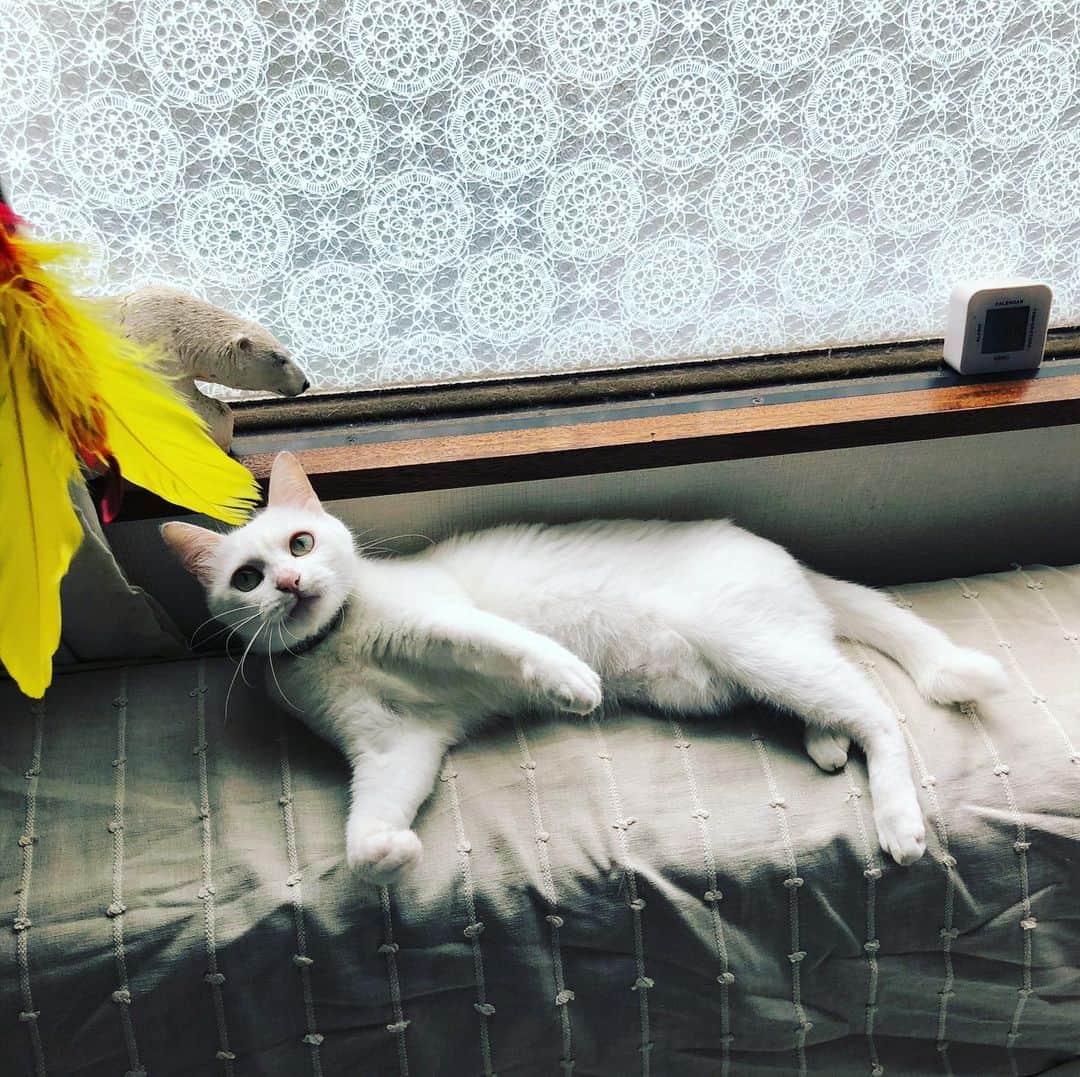 水谷さるころさんのインスタグラム写真 - (水谷さるころInstagram)「#おファルにゃん」7月25日 7時52分 - salucoro