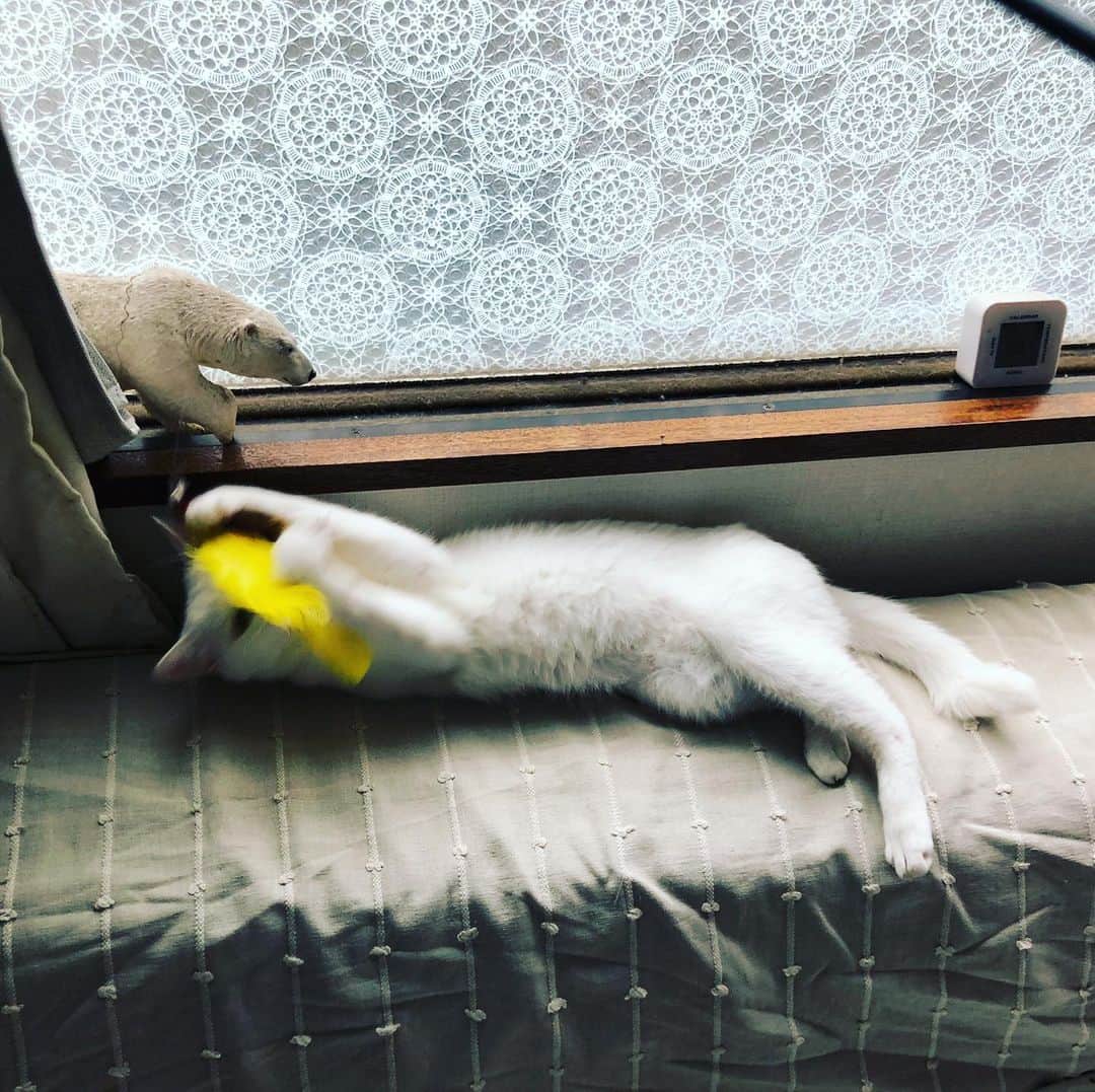水谷さるころさんのインスタグラム写真 - (水谷さるころInstagram)「#おファルにゃん」7月25日 7時52分 - salucoro