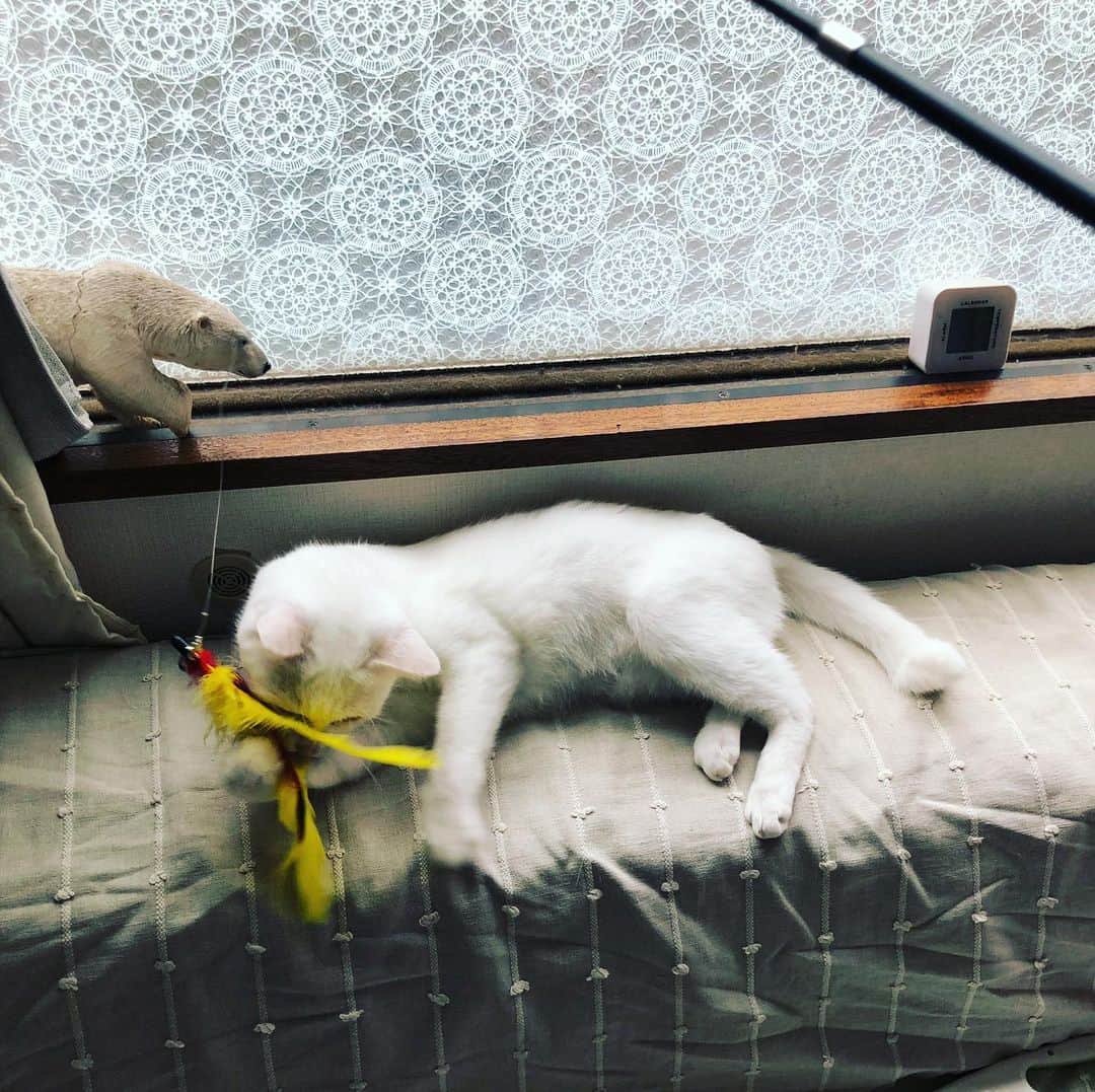 水谷さるころさんのインスタグラム写真 - (水谷さるころInstagram)「#おファルにゃん」7月25日 7時52分 - salucoro