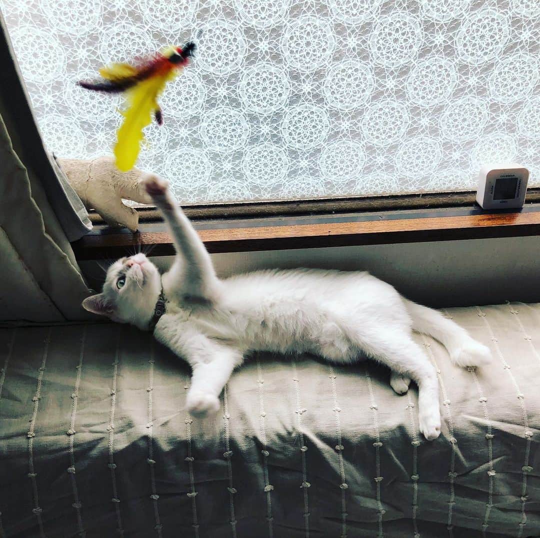 水谷さるころさんのインスタグラム写真 - (水谷さるころInstagram)「#おファルにゃん」7月25日 7時52分 - salucoro