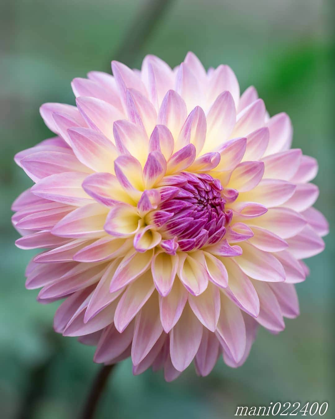 mani022400のインスタグラム：「. 25 Jul. 2020 ． . Good morning🌸🌺🌹✨ 花びらが綺麗に並んでますね〜😆 . . location:Tokyo camera:a7r3 lens:Sony135GM  . . 🌺🌺🌺🌷🌷🌷🌹🌹🌹🌸🌸🌸 ご訪問ありがとうございます🙇 . お花以外の写真は サブアカウントにポストしています。 良かったら、覗いてください🙇🙇 ⬇️⬇️⬇️ @mani0224000   . 🌺🌺🌺🌷🌷🌷🌹🌹🌹🌸🌸🌸 . . . . . 🔷🔷🔷🔷🔷🔷🔷🔷🔷 discoverwithalpha ﻿ japan_ilc﻿  a7rm3 ﻿ sel135f18gm  sel55f18z  #カメラ好きな人と繋がりたい  #flower  #花 #flowers   #写真好きな人と繋がりたい love_bestjapan  serahana #ファインダー越しの私の世界    #花のある暮らし  #bns_lite #eclecticshow #explore_floral . #9vaga9  9Vaga_Rose9  9vaga_3flowers9  #floristsandflowers #ip_for_blossoms_vip  #fabulous_shots ig_flowers #ponyfony_flowers #meiko_flora_member meiko_roses  #myheartinshots #la_flowers #rainbow_petals #top_favourite_flowers  #quintaflower #inspiring_shot #phx_flowers dreaming_in_macro flower_special_legend  #nature_special_legend  #ind_flowers #tv_flowers　　 #best_mmf_vipday  #best_beauty_flora_  9vaga_flowersart9 #ptk_flowers #fleur_noblesse_m  .」