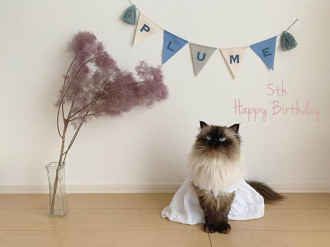 plumeさんのインスタグラム写真 - (plumeInstagram)「Happy 5th Birthday Plume👧🏼🎂🎉🦢🤍  今日でぷんちゃん5歳になりました🥰  もう5歳ってことが信じられない……🤭 ママの中では3歳くらいから時が止まっていて…⏳ いつまでも赤ちゃん👶🏼🌿  ベビが生まれてから寂しい思いもさせてるかと思うけど… どんな日もママの側にいてくれて💞一緒にいてくれてありがとう🤝 世界で1番愛してるよ💋  . . . . #プリュムのいる生活 #猫のいる暮らし  #ヒマラヤン  #赤ちゃんと猫  #もふもふ#ヒマラニャンズ  #猫  #ねこ  #ペコねこ部#誕生日#おめでとう#5歳誕生日#愛してる#家族#happy5thbirthday#happybirthdaytoyou#lovefamily #ilovebaby #meow#fluffycat#🐈 #고양이  #ilovecats  #himalayancat  #catsofinstagram #catloversclub  #bestmeow#bestcats_oftheworld  #weeklyfluff  #cutepetclub」7月25日 8時11分 - plumestagram