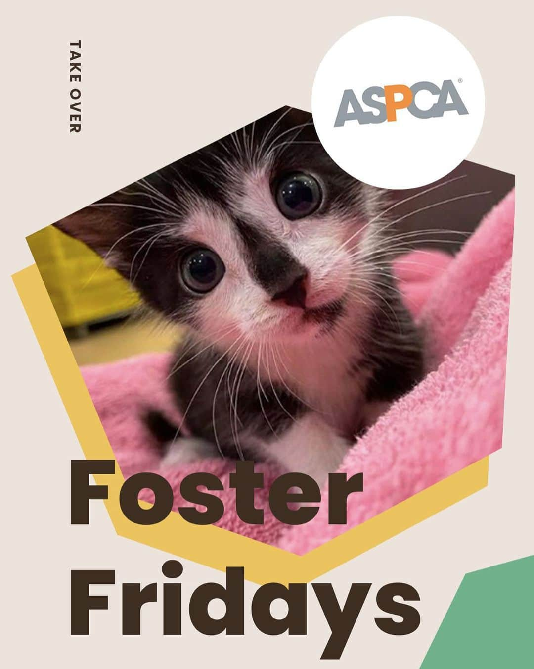 Cats of Instagramさんのインスタグラム写真 - (Cats of InstagramInstagram)「Today is #FosterFridays with @aspca! Climb on over to our stories to meet Bonnie & Clyde, Jack, and Fig & Plum — all looking for a loving home! ❤️ •••⁣ Every Friday, one of our favorite organizations takes over our Instagram stories! Please visit + follow their social to learn more.」7月25日 8時22分 - cats_of_instagram