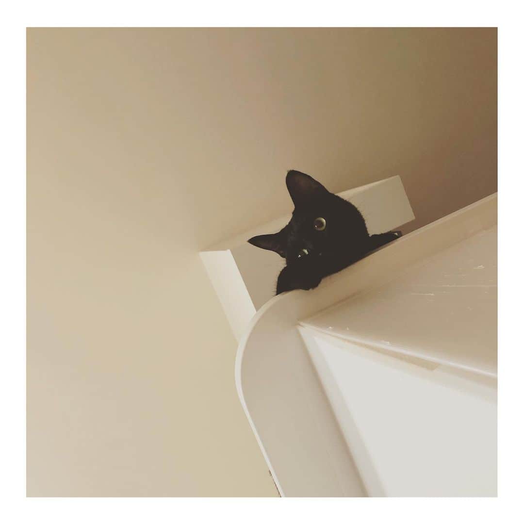 こむぎのインスタグラム：「* カウンター上のごま味 可愛い😍 先日はコメントありがとうございます🤗 のんびり返信していきますね〜☺️ 来週28日に崩壊現場のちゃちゃの抜歯手術が決まり、それが終わったらようやく少し落ち着くかな？ 自宅でケアは必要になりますが、あちこちバタバタ動き回ることは少なくなるかな？ なんだかんだ車に乗ってあちこち動き回る日が続いていたので、今週はちょっとしんどかった〜😂年かしら😂 昨日の夜もほしいものリストの報告を作りかけて途中で寝てました😂 保護活動は無理なく楽しくやるのが1番！自分にも先住猫のためにも。 昨年の秋から崩壊現場のレスキューをはじめて、フル回転で無理しっぱなしなので早く日常に戻れるように、早く猫たちを助けられるように頑張らねば💪 #黒猫ごま味 #いつまでも子猫ちゃんみたい #黒猫ってほんと可愛いよねー」