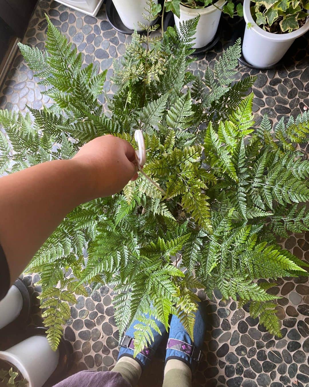 MILLE ECLAT.さんのインスタグラム写真 - (MILLE ECLAT.Instagram)「可愛い可愛いタバリアちゃん入荷してます✨＾＾ . シノブ科シノブ属のタバリアちゃんは耐陰性が強く室内でも問題なく育ちます！ . なかなかこんな立派なサイズは入りませんよ〜❣️ . 吉田の足とみくらべてみてください∑(ﾟДﾟ) . タバリアちゃんなんとこのサイズで2200円です❣️」7月25日 8時27分 - mille_eclat