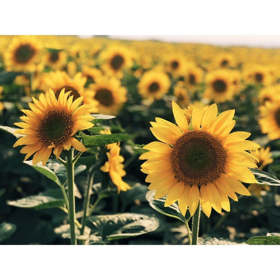 吉田知那美さんのインスタグラム写真 - (吉田知那美Instagram)「・ ロコ・ソラーレが太陽なら 応援してくれるファンのみんなはひまわりですよね。 いつも太陽の方を見て咲いてるから。 だからひまわりのグッズ作りたいなと思ったんだけど、 何せ夏の花の代名詞。 真冬のリンクでひまわりモチーフのグッズを持って応援するファンの気持ちはいかに。 ・ #グッズ #アイディア錯綜 #あと個人的にひまわりが好き」7月25日 18時14分 - chinami1991