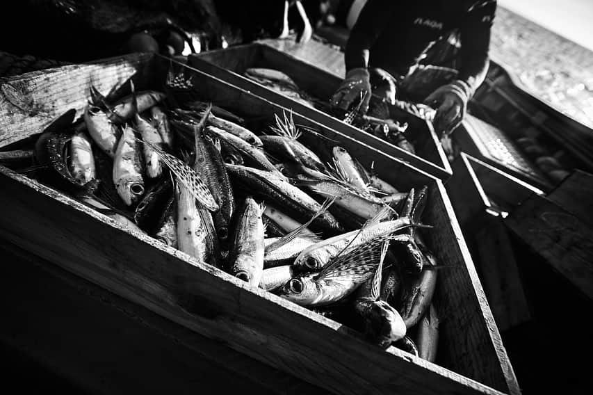 柏倉陽介さんのインスタグラム写真 - (柏倉陽介Instagram)「屋久島のトビウオ漁。 📷 #屋久島　#写真」7月25日 18時28分 - yosuke_kashiwakura