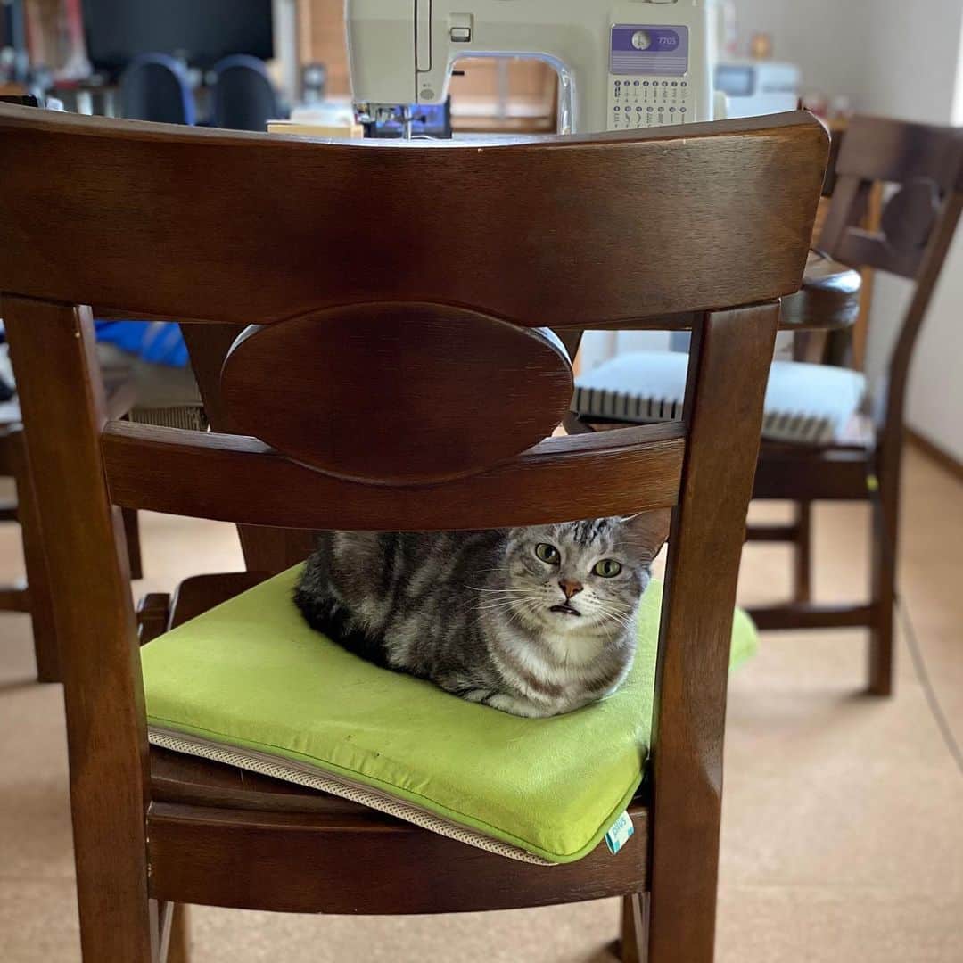 8n21のインスタグラム：「ママの場所はリンの場所 #異議なし #stayhome  #cats #ねこ部」