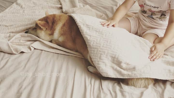 Moguのインスタグラム：「. おねむなの。 #かわいいもぐちゃん Here you are Mogu chan. Mogu chan is nestling in bed. Pat pat. . @the_shiba_mogu  #柴犬 #shibainu #shiba#赤柴 #redshiba#犬 #dog#しばいぬ#nannydog#犬と子供#子供と犬#柴犬と子供#柴#赤ちゃんと犬#犬と赤ちゃん#柴犬と赤ちゃん#赤ちゃんと柴犬#柴犬のいる暮らし#子守犬」