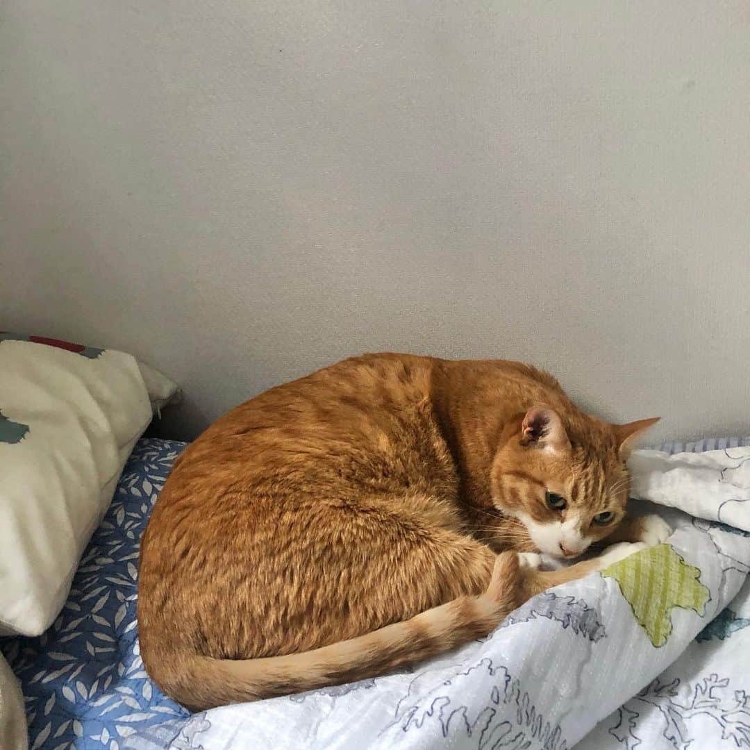 チェ・チャンヨプさんのインスタグラム写真 - (チェ・チャンヨプInstagram)「1. welcome to my 🏠 2. 기숙사인줄 3. 땡큐 4. 루디 AKA 굴러온 돌 5-7. 꽁치눈치까치 AKA 박힌돌들 8. best shot」7月25日 18時40分 - voldemortttchoi