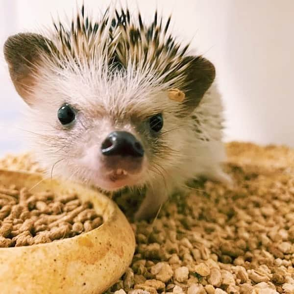 井上咲楽さんのインスタグラム写真 - (井上咲楽Instagram)「. ハリネズミ🦔の麹！ ご飯食べたり、滑車まわったり、毎日たのしいね！！！！✨」7月25日 18時46分 - bling2sakura