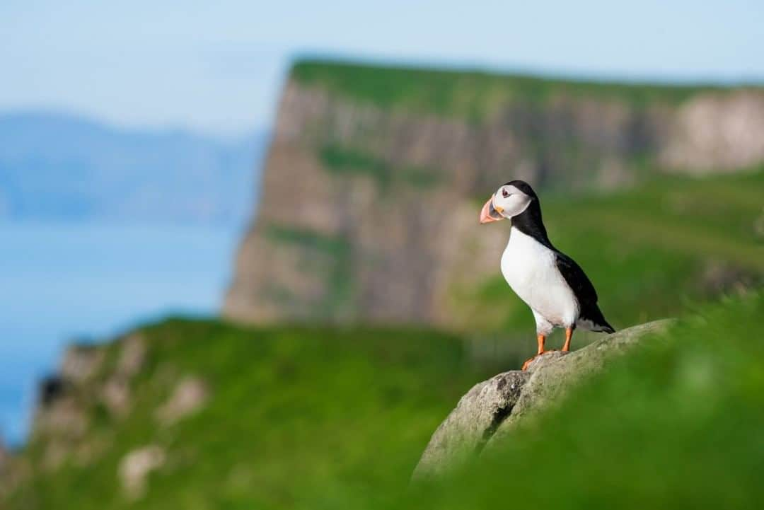 National Geographic Travelさんのインスタグラム写真 - (National Geographic TravelInstagram)「Photo by @MartinEdstrom  The Atlantic puffin has been a part of Faroe Islands culture for as long as anyone can remember. They breed mainly on the island of Mykines (but you can see them all over the Faroe Islands), making their homes in these sharp, tall cliffs above the crashing waves of the Atlantic. Once the breeding season is over, often toward the end of July, it is legal to catch the puffins for food—a tradition that has been part of Faroese culture for over 300 years.  Follow @MartinEdstrom for more images from the Nordics and the Faroe Islands. #faroeislands #exploringhome #puffins #islandculture #nordic」7月25日 19時03分 - natgeotravel