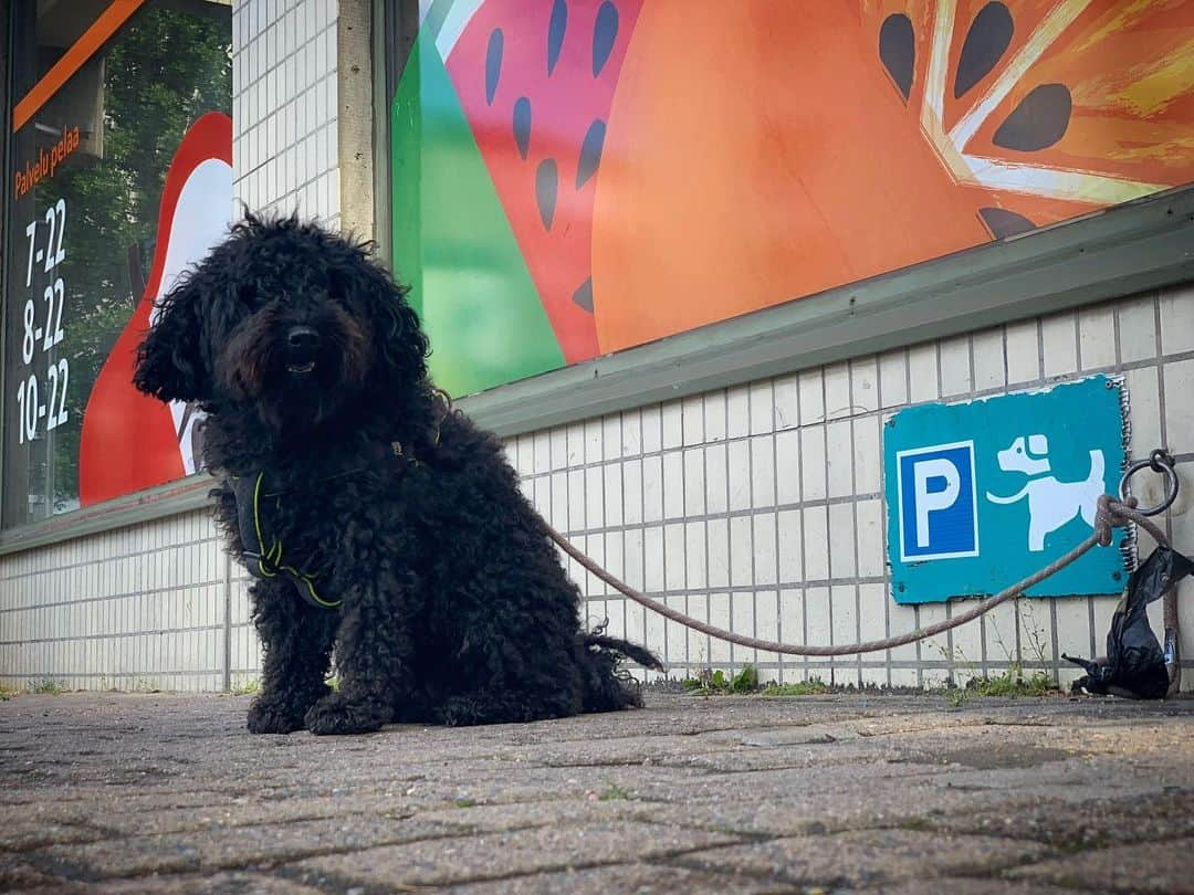 田中亜土夢さんのインスタグラム写真 - (田中亜土夢Instagram)「スーパーの前で良い子に待つわんちゃん🐾 わんちゃんパーキングはフィンランドではよく見る光景👀 フィンランド語で犬＝コイラ  #ヘルシンキ #フィンランド #北欧に行きたい気持ちを満たそう  #犬 #dog #koira #犬好き」7月25日 19時10分 - atom_tanaka_official