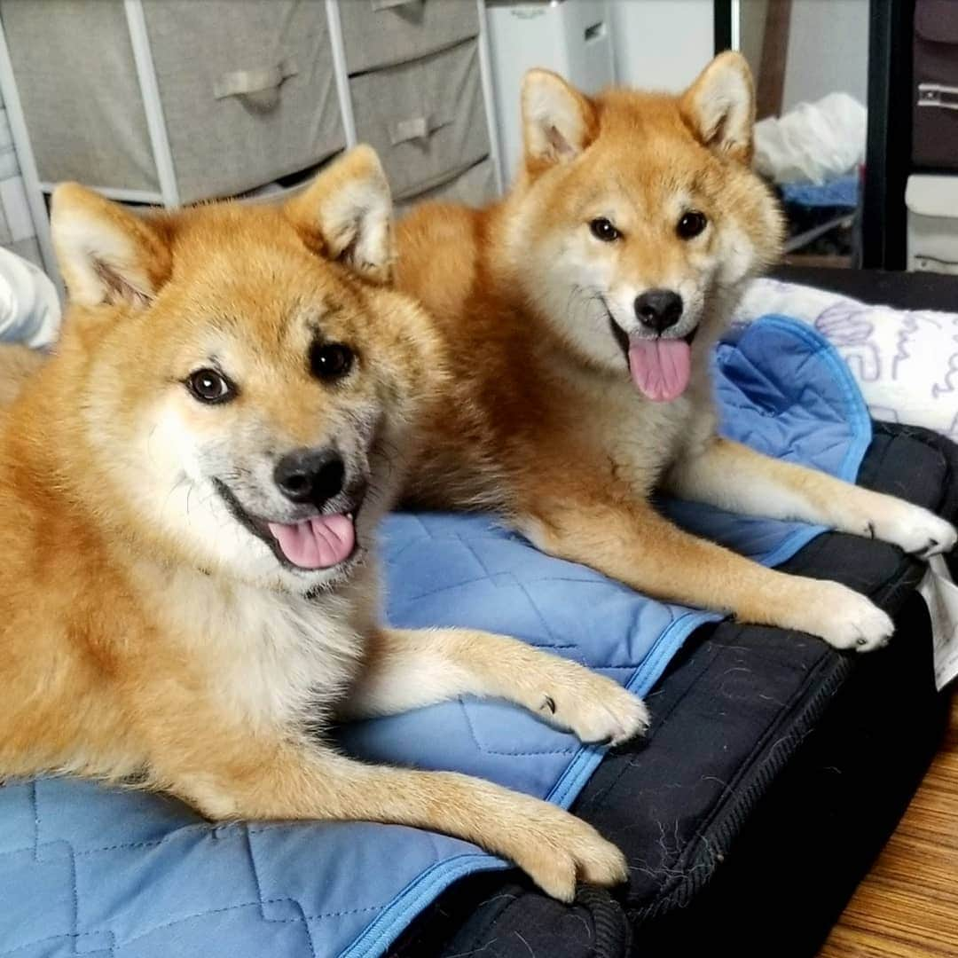 柴犬たま Shibainu Tamaのインスタグラム