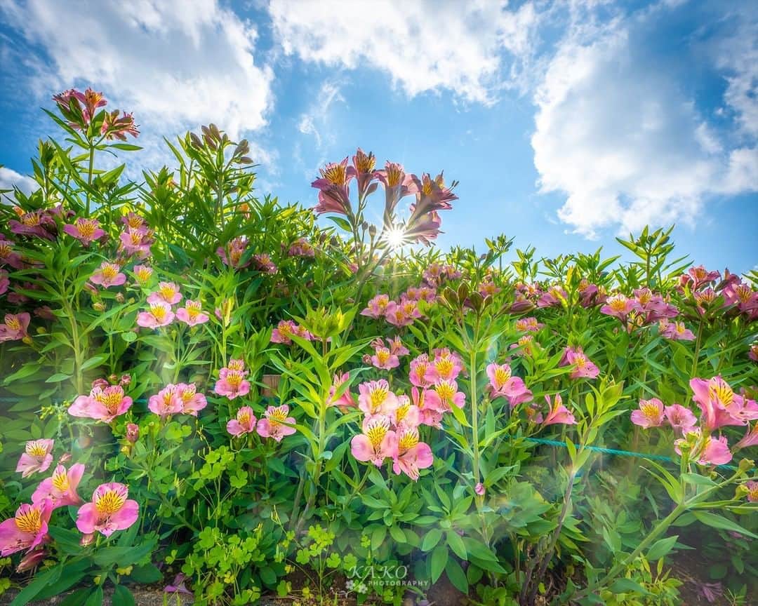 花の写真館のインスタグラム：「Photo by Yoshimasa Kako.⠀ .⠀ Original Post[投稿いただいたURL]⠀ https://www.facebook.com/photo.php?fbid=107281077441798⠀ .⠀ 本アカウントは、 #私の花の写真 をつけてInstagramに投稿された皆さまの花の写真や、「花の写真館」Facebookページで投稿された花の写真を紹介します。⠀ 「花の写真館」Facebookページは、「 @floral.photograph 」のプロフィールにあるURLからご覧ください。⠀ .⠀ ※各自、政府、自治体など公的機関の指示に従った行動をお願いします。⠀⠀ 東京カメラ部および分室では、写真を「見る楽しみ」を提供することを通して、微力ながら皆様にわずかな時間でも癒しをお届けしたいと思っております。⠀ ※本アカウントは東京カメラ部がFacebook、Instagramのサービスを利用して運営しているもので、Facebook社・Instagramとは一切関係ありません。⠀ .⠀ #花の写真館 #floralphotograph #floralphoto #flower #flowers⠀ Follow: @floral.photograph」