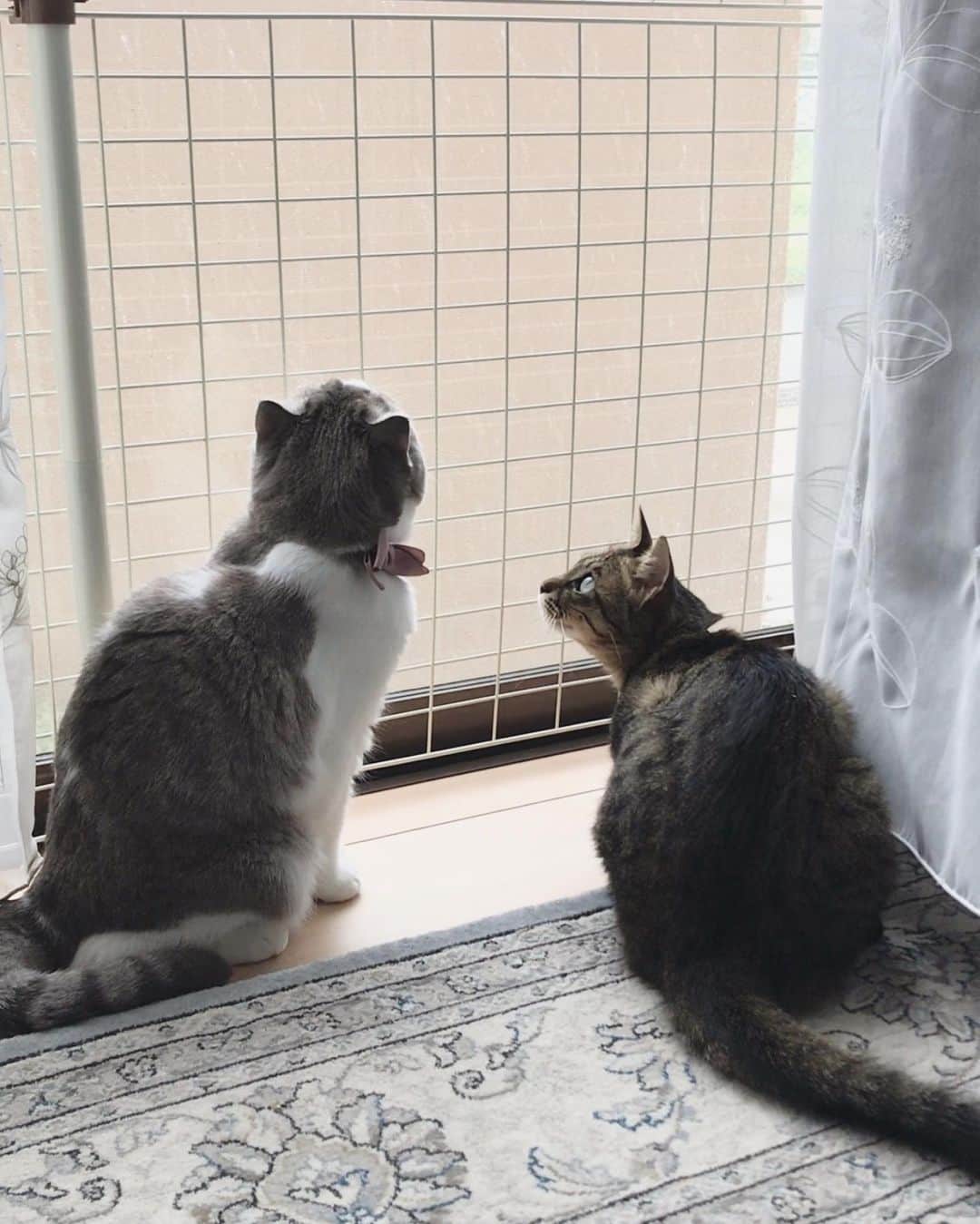 ohshima_moaのインスタグラム
