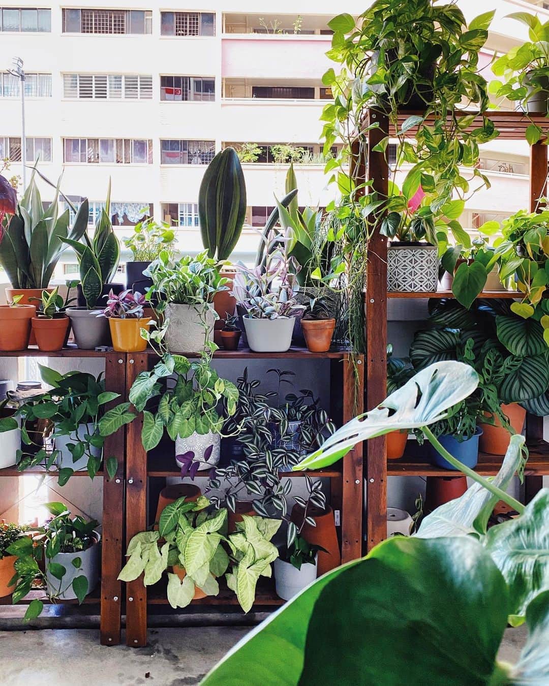 鄭碧瑩のインスタグラム：「Saturday morning plant care. Yes, plants need attention. ✌🏻 . . . .  #plantstagram #plantsofinstagram #houseplants #plantsmakepeoplehappy #botanical #instaplants #plants #foliage #leaf #plantflife #springintoplants #plantlady #plantpotters #crazyplantlady #houseplantclub #helloplantlover #plantshelfie #houseplantsofinstagram #houseofplantlovers #junglecollective #vsco #vscogram #vscocam #vscogrid #vscoplants #gardeningsg #urbanjunglebloggers #sgplantclub #plantnerd」