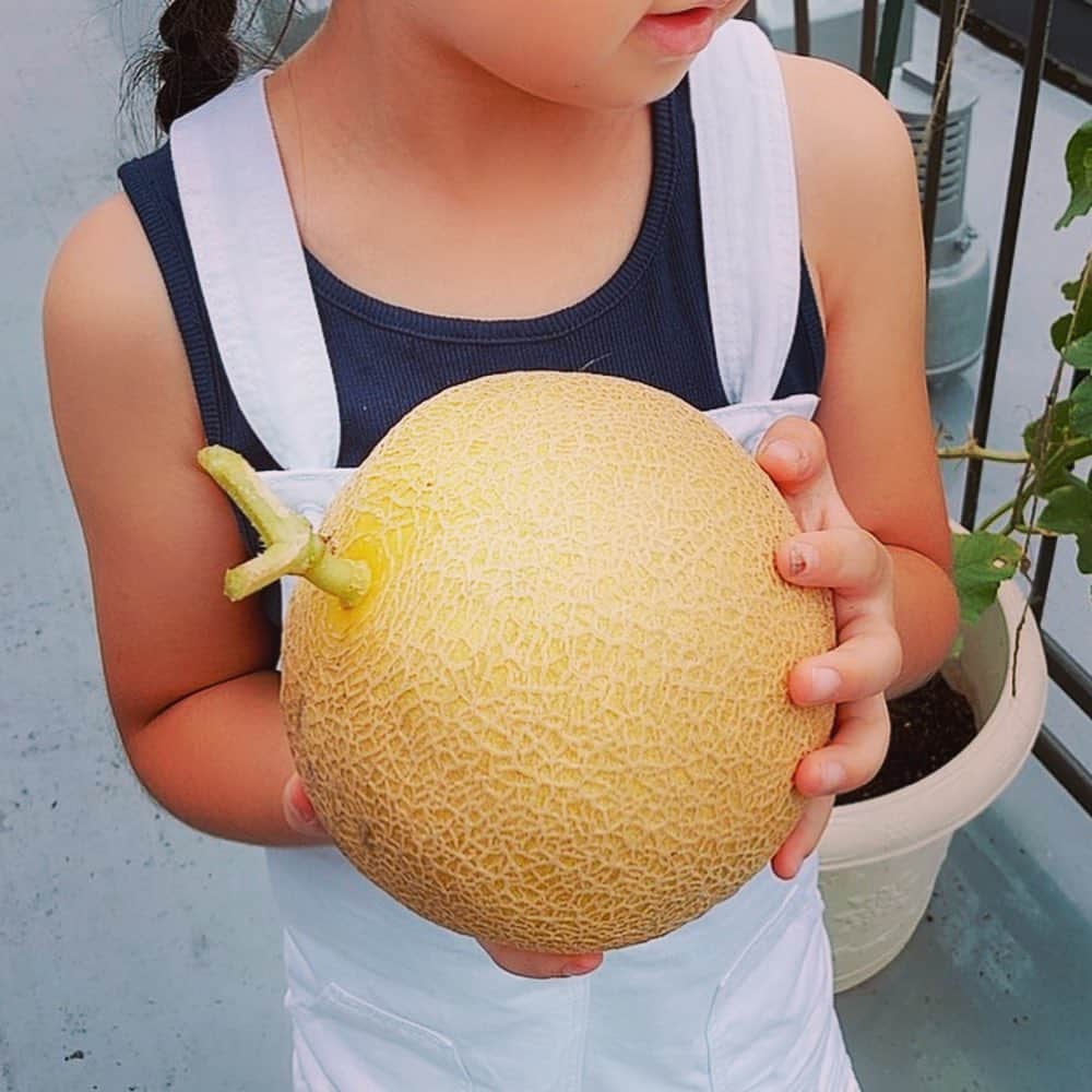 森本さやかさんのインスタグラム写真 - (森本さやかInstagram)「メロンの収穫💚💚 ずっしり重たい 甘いといいな(*´꒳`*)  #メロン収穫  #ベランダ菜園  #ベランダメロン  #さくらんぼトマト 🍒🍅  #melon #balconymelon」7月25日 11時30分 - sayakamorimoto1011