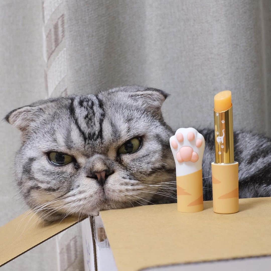 Shishi-maruさんのインスタグラム写真 - (Shishi-maruInstagram)「🐱 「茶トラねこの手リップクリーム」またまた可愛いリップクリーム頂きました。台湾のcatiss さんの新商品で日本でも販売中です！﻿ 詳しくは@catiss.jpで😄﻿  #catiss #cat #猫 ##cat_features #igers  #hussycats  #みんねこ #excellent_cats #igersjp #Iganimal_snaps  #thecatpicss #weeklyfluff #catloversworld #ねこ部 #instagramcats #にゃんだふるらいふ #ねこすたぐらむ #ねこスタグラム #ししまる #shishimaru #taiwan #台湾」7月25日 12時16分 - emonemon