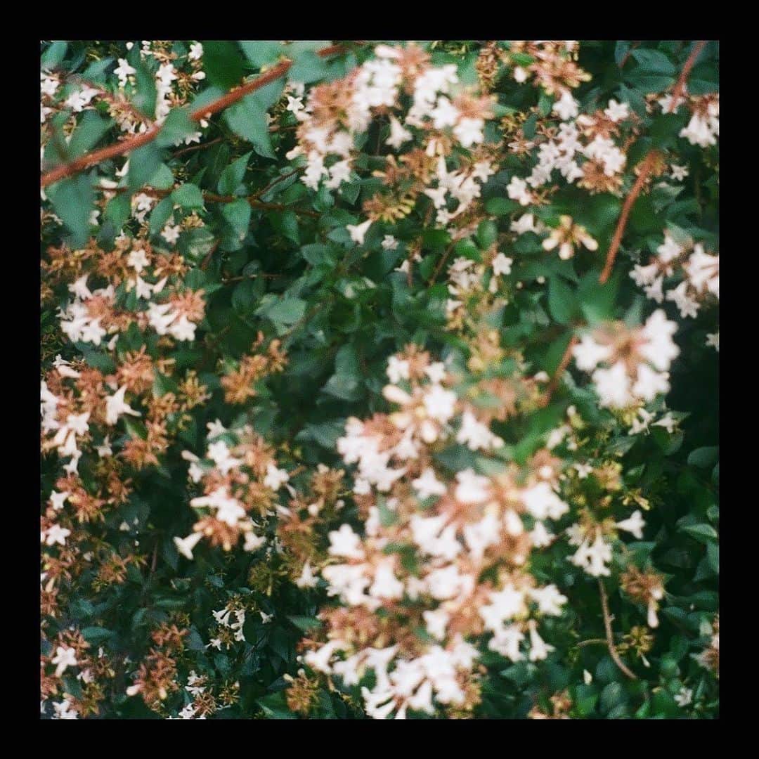 美山加恋のインスタグラム：「フィルムカメラやっと現像できた☺︎ #gm」