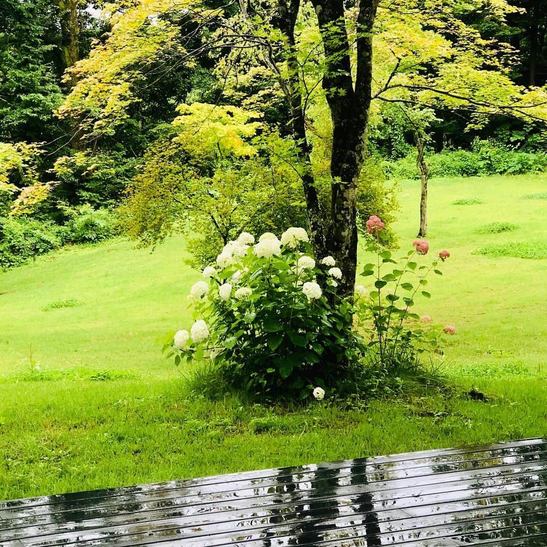三浦瑠麗さんのインスタグラム写真 - (三浦瑠麗Instagram)「軽井沢の連休。狐が通ったあとの庭。神奈川で農家を営む友人から送られてきた新鮮な野菜が並んだ食卓。そしてピアノの上で眠るレオ。長閑にやってます。」7月25日 12時32分 - lullymiura