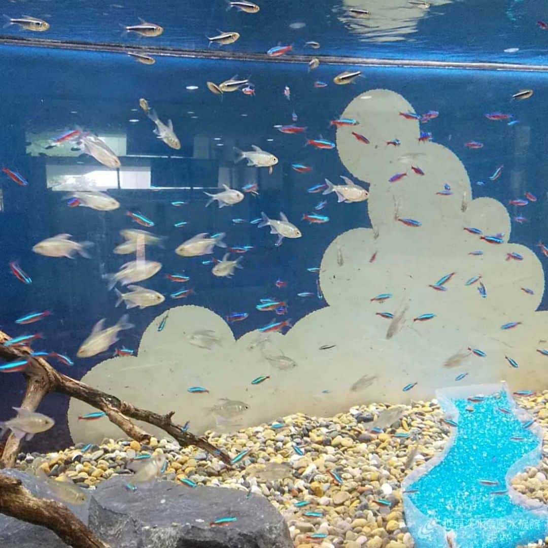 世界淡水魚園水族館 アクア・トト ぎふのインスタグラム：「今日は水族館周辺も雨模様です。 そんな時は晴れやかなテーマ水槽を見て、気分もリフレッシュ！ 【テーマ水槽】暑い夏がきた！おさかなたちの川遊び　では、太陽のようなディスカスや、涼やかな川の流れをイメージしたテトラたちが泳ぎ、楽しげな気持ちにさせてくれますよ。  #アクアトト #アクアトトぎふ #アクアトト岐阜 #aquarium#水族館」