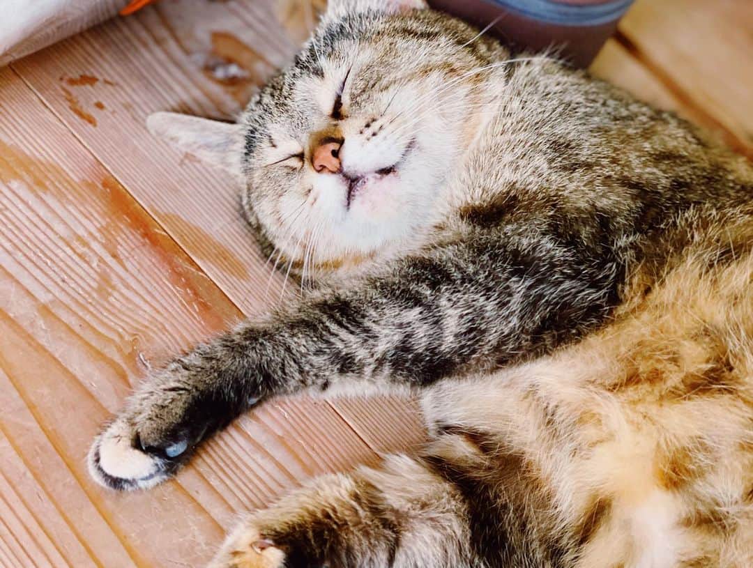 ジュリア・ミナトヤさんのインスタグラム写真 - (ジュリア・ミナトヤInstagram)「ごめん…﻿ ﻿ ﻿ 可愛すぎて撮りすぎた。﻿ ﻿ ﻿ ﻿ 😹💛💛💛💛﻿ ﻿ ﻿ ﻿ ﻿ ﻿ ﻿ #猫#ねこ#ぬこ#ぬこ様#ねこすたぐらむ」7月25日 13時36分 - julia.minatoya