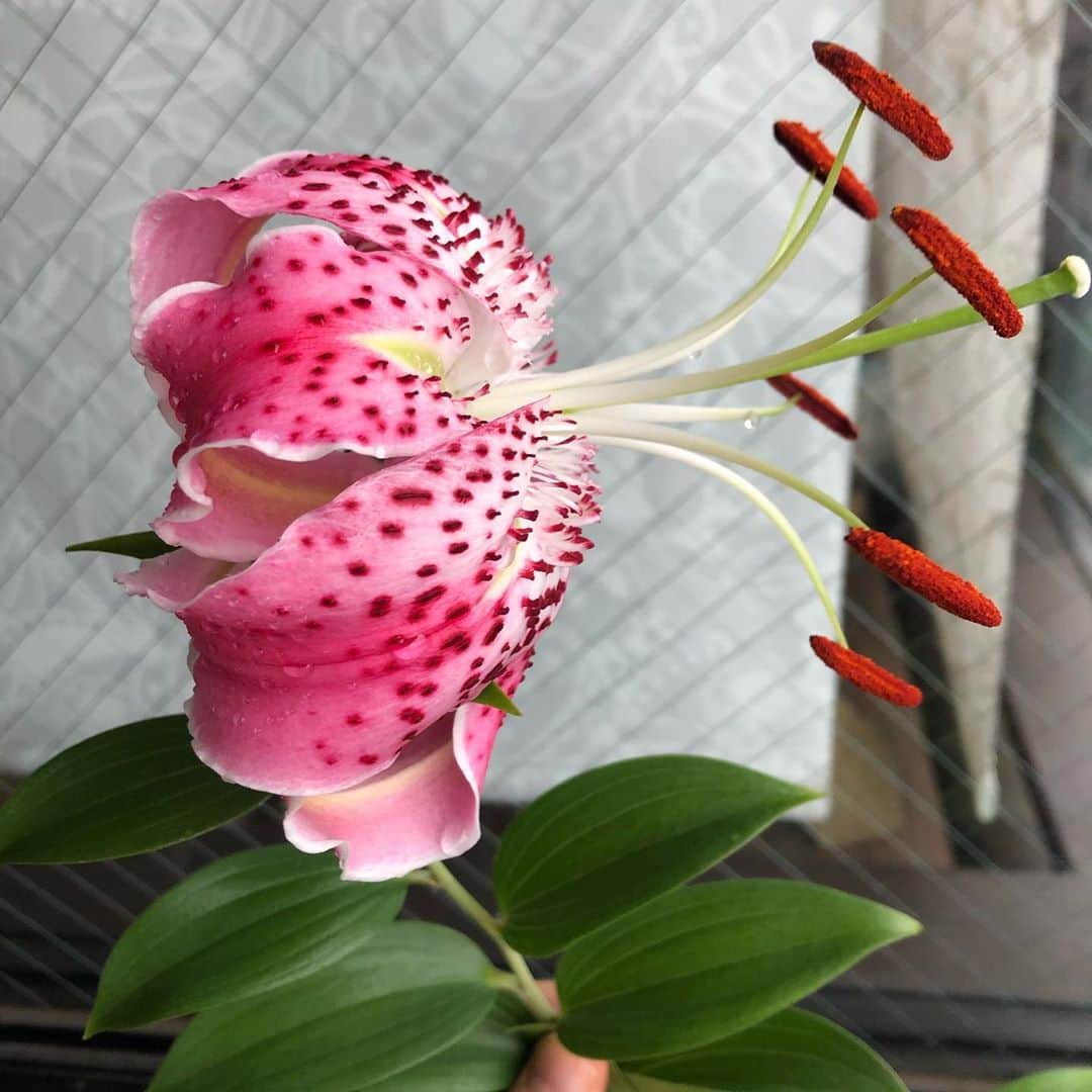 いとうせいこうのインスタグラム：「今年も島の百合が咲いてうれしいです。」