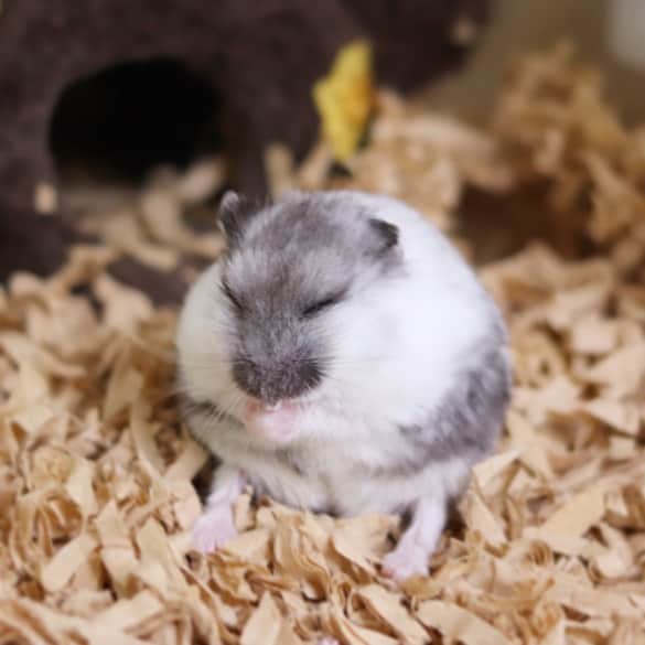 hamster_mocoさんのインスタグラム写真 - (hamster_mocoInstagram)「ボールのまねっこでちゅ🐹⚽️🏀⚾️🎾 ･ 丸すぎるふくちゃん😂💕 こんなボールがあったら即買いしちゃうな〜😳🙌🏼 2020.7.25 ･ #ハムスターふく#ハムスター#ジャンガリアンハムスター#ジャンガリアン#パイドハムスター#パイドジャンガリアン#ジャンガリアンパイド#ふわもこ部 #モフモフ#ペット#ハムスタグラム #hamster#djungarian#hamstagram#hammy#happy_pets#PET_OF_OUR_WORLD#igersjp#ig_japan#instapet#weeklyfluff#kawaii#cute#仓鼠#정글리안#햄스터#9gag」7月25日 13時45分 - asahi.fl