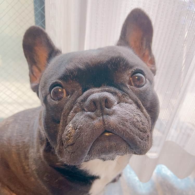 北川珠望のインスタグラム：「𓇼 𓇼 𓇼 早く梅雨あけないかなぁ。 . . #frenchbulldog #frenchbull #musashi #フレンチブルドッグ #フレブル #ブヒ #ブリンドル #武蔵 #犬 #프렌치불독 #634 #愛犬 #愛犬家 #親バカ#follow#followme#followalways 𓇼 𓇼 𓇼」
