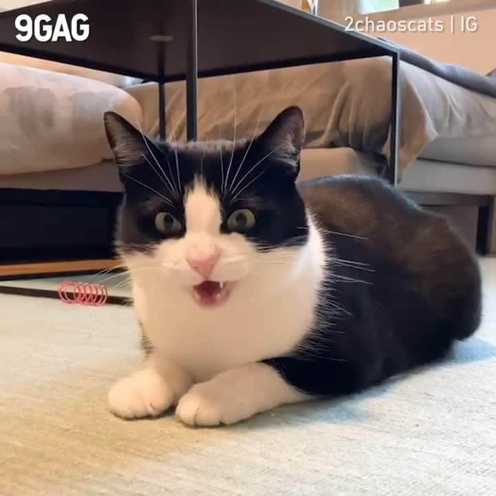 のインスタグラム：「[🔊]Isn’t this the cutest little hiss you’ve ever heard?⠀ ⠀ 🎥@2chaoscats ⠀ ⠀ #meowed #2chaoscats #soundon #volumeup #🔊 #tuxedocats #MomoandCleo」