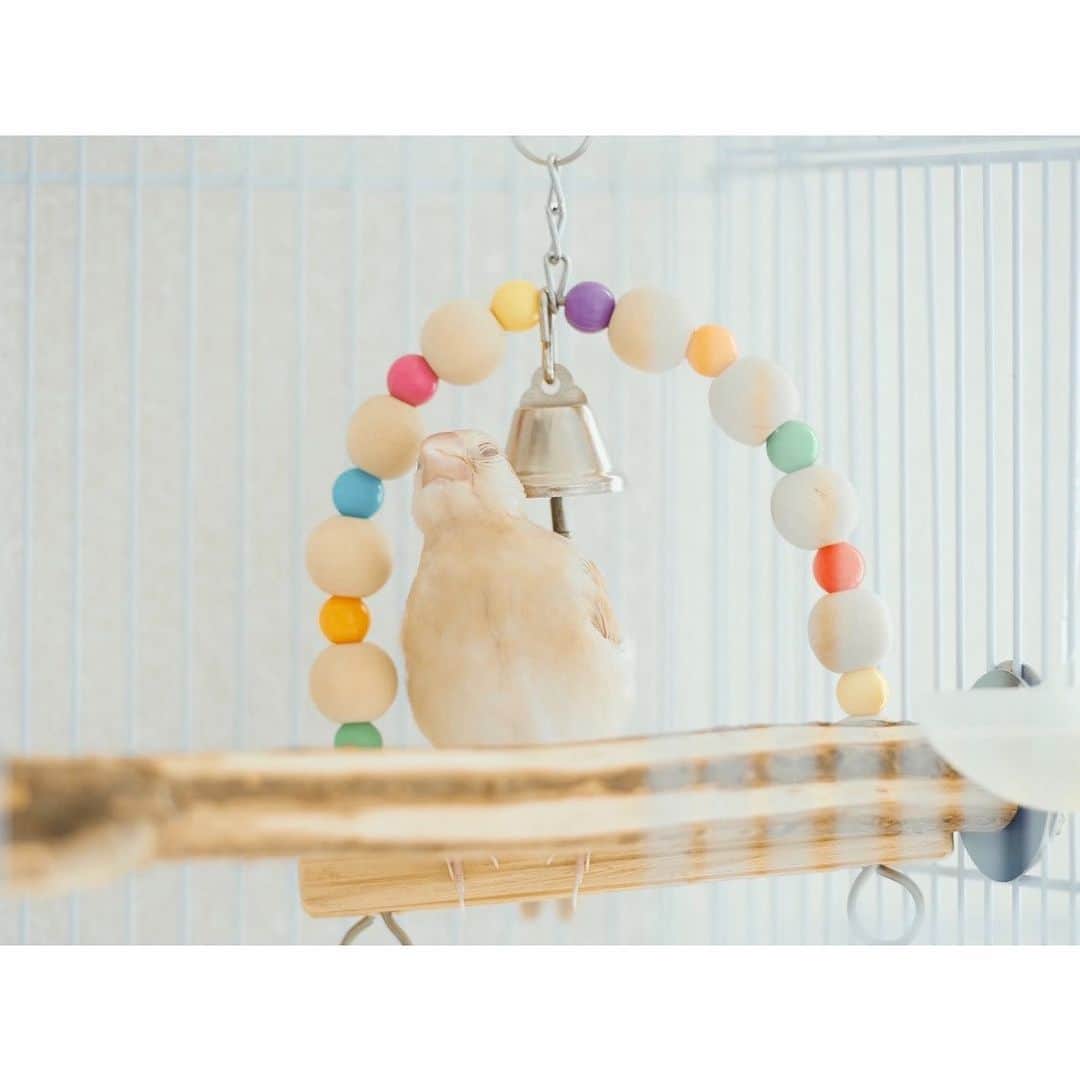 長谷川かすみのインスタグラム：「ヒナ羽の頃のマヨ様。 お気に入りのブランコの上にて  #文鳥のいる暮らし」