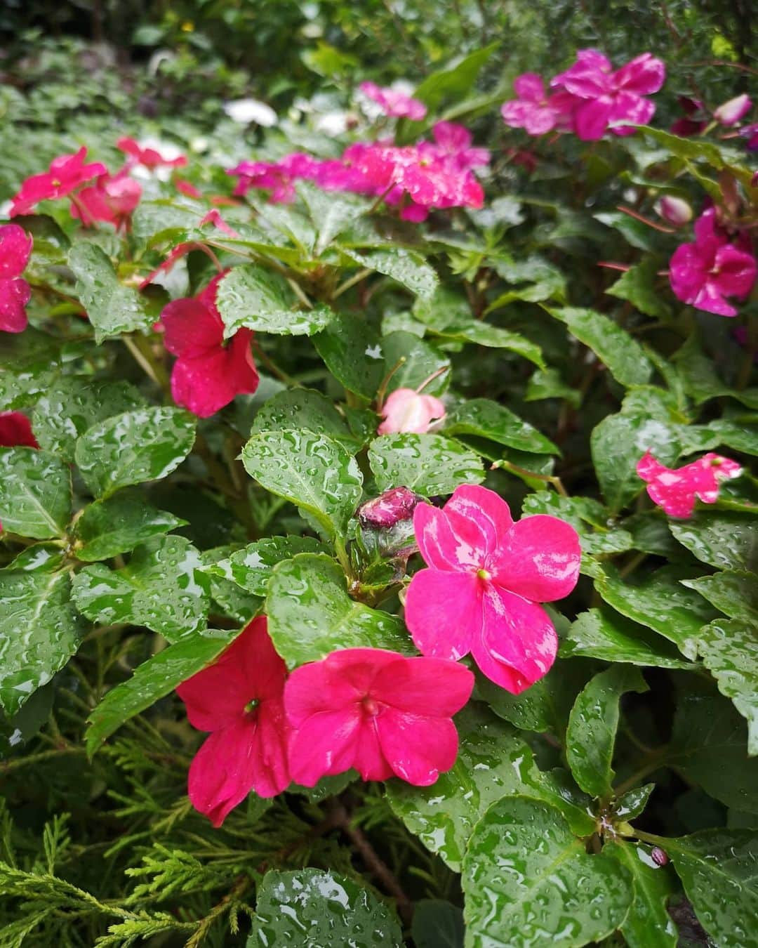 山上紗和 のインスタグラム：「突然の大雨で傘持ってなかったんですが、 目の前の草花があまりにも綺麗で風流と言いましょうか、 うわぁ😍っと思わず撮影📷  おかげで前身ずぶ濡れ帰宅(笑) でもいいの😂  #大雨 #自然 #草花木ぎゃらりぃ #今にも #コケ女になりそ」