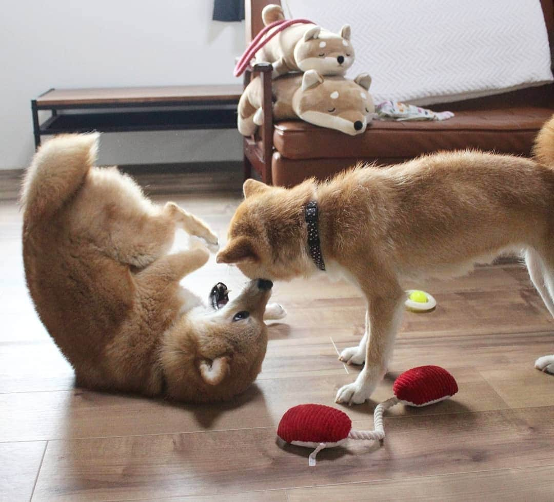 柴犬たま Shibainu Tamaのインスタグラム