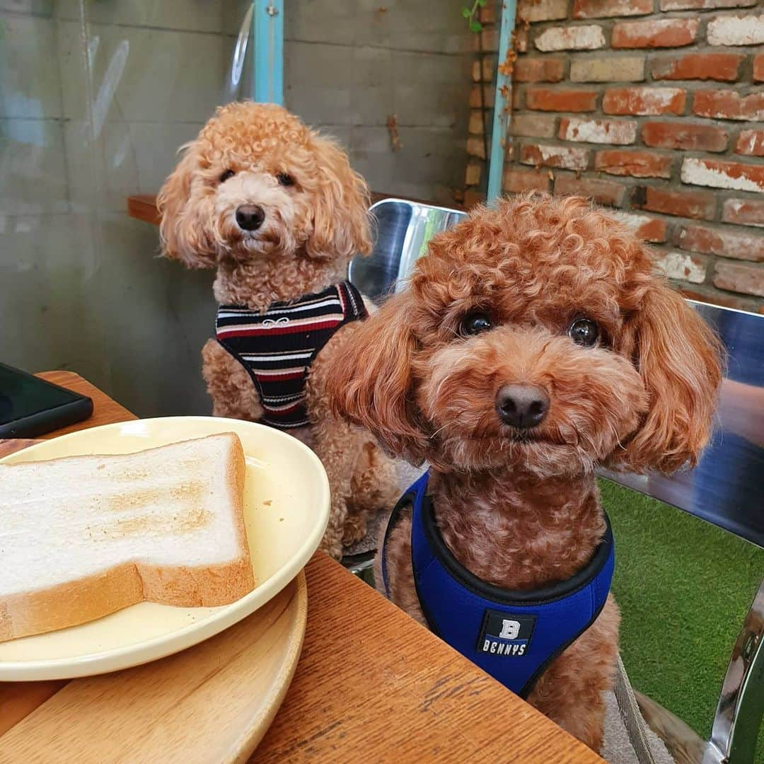 イ・テランさんのインスタグラム写真 - (イ・テランInstagram)「비가 오는 요즘 산책을 자주 못해서 오늘은 실컷 걷고 냄새 맡고~ 너희에게 선물을 줬으니.. 나에게도 달달한 선물을💝 #달고나커피  . .  #오늘을주심에감사  #함께함에감사 #행복한주말보내세요 #멍멍이체리 #멍멍이초코」7月25日 14時54分 - i_taeran