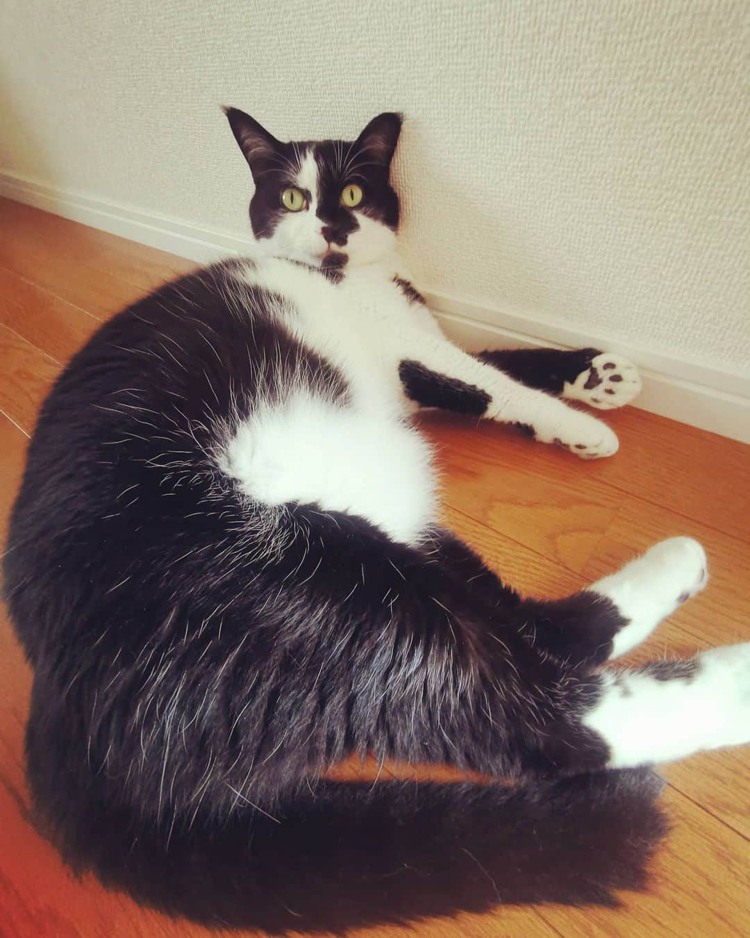 リアド偉武のインスタグラム：「🐼 #blackandwhitecatbon」