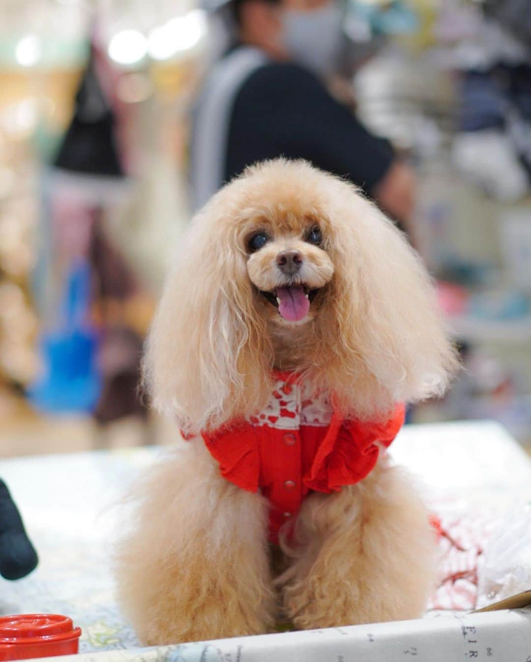 Toypoodle Mikuru?Asakusa Tokyoのインスタグラム：「@asknowas_dewan_official 公式アンバサダー募集。 恐縮しつつ、みくるもこっそりエントリーしちゃいます💦 . ✔️エントリーNo.4019 ✔️名前:みくる ✔️性別:おんなのこ ✔️年齢:13歳 ✔️size:トップス 1 ・ボトムス スカート1 パンツ MD ✔️利用店舗:マロニエゲート銀座 ✔️アンバサダーへの意気込み:年を重ねるごとに、お洋服選びも変化してきました。デザイン、質感、機能性。お洋服選びのポイントはそれぞれ異なると思います。大好きなアズさんのお洋服をお伝えできればいいなぁと思います❣️ . . . #asknowasdewan #asknowasdewanマロニエゲート銀座店  #dewan公式アンバサダー募集」