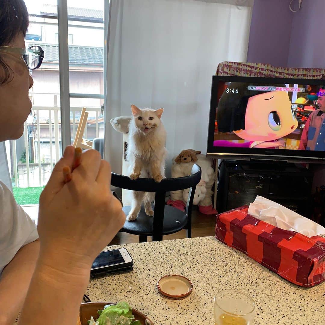 Kachimo Yoshimatsuさんのインスタグラム写真 - (Kachimo YoshimatsuInstagram)「パーン！くで〜！ #うちの猫ら #okaki #おかき　#猫 #ねこ #cat #ネコ #catstagram #ネコ部 http://kachimo.exblog.jp」7月25日 16時12分 - kachimo