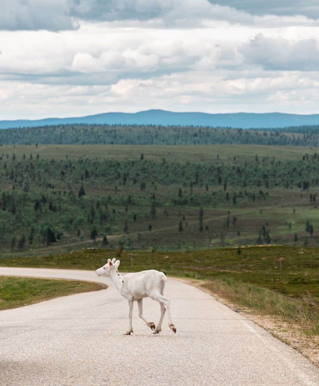 フィンランド政府観光局さんのインスタグラム写真 - (フィンランド政府観光局Instagram)「白いトナカイは幸福のシンボルと言われているそうです。🍀 ． @sinimalism さんの写真。Kiitos！」7月25日 16時20分 - visitfinlandjapan