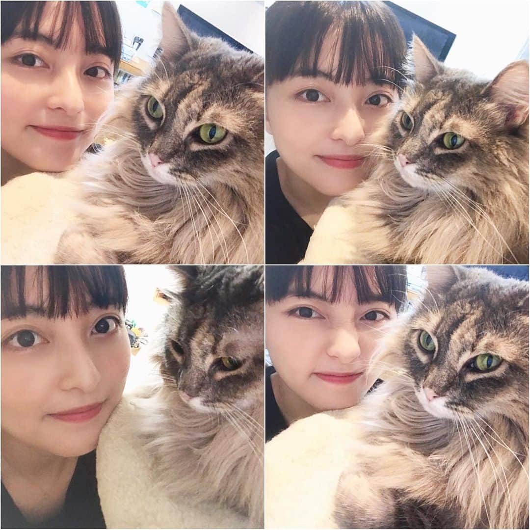 斉藤瑞季のインスタグラム：「カメラ向けてノリノリなの飼い主だけ。。。 マリンちゃんの顔よ笑 #ノルジャン #ノルウェージャンフォレストキャット #猫のいる暮らし #愛猫 #キャットタワー #マリン」