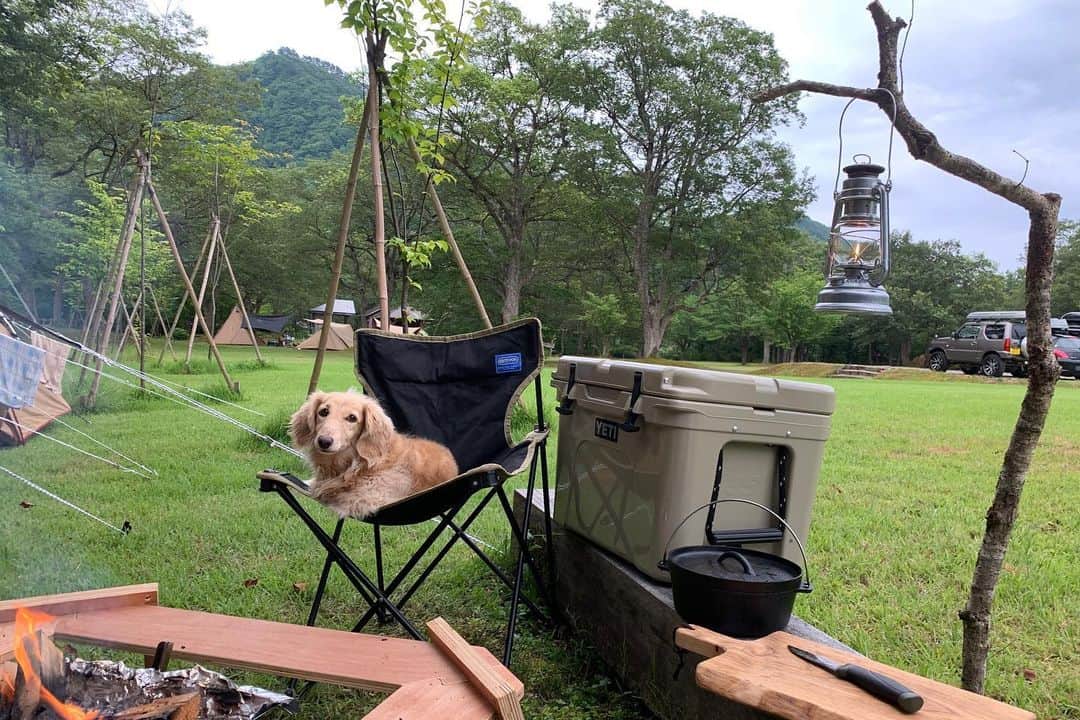 ハッチ＆ニコのインスタグラム：「今日はワンコキャンプ  #カメラ嫌い同好会 #pecoいぬ部 #犬の生活が第一 #癒しわんこ #dachshund #犬バカ部 #短足部 #ふわもこ部 #tokyocameraclub #東京カメラ部」