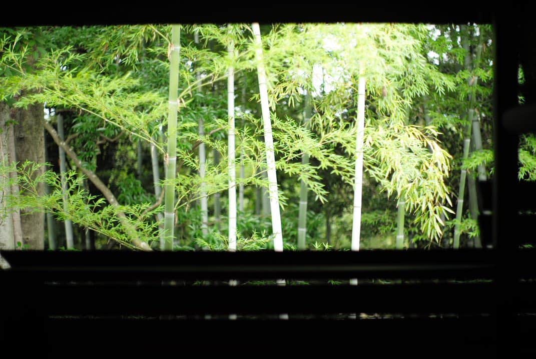 井上晃子さんのインスタグラム写真 - (井上晃子Instagram)「短い夏の訪れを感じます🎋 bamboo×蝉。 早く梅雨明けてほしいですね。。。 #summer#bambooforest#🎋」7月25日 17時59分 - akiki_2015