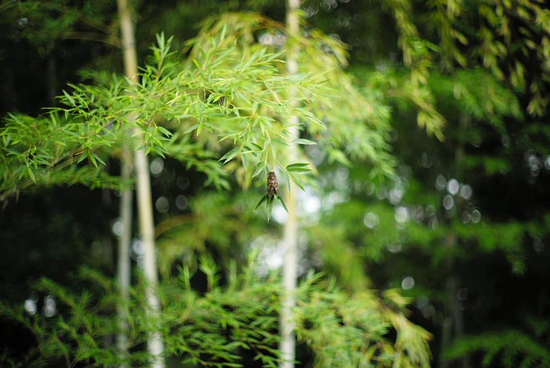井上晃子さんのインスタグラム写真 - (井上晃子Instagram)「短い夏の訪れを感じます🎋 bamboo×蝉。 早く梅雨明けてほしいですね。。。 #summer#bambooforest#🎋」7月25日 17時59分 - akiki_2015