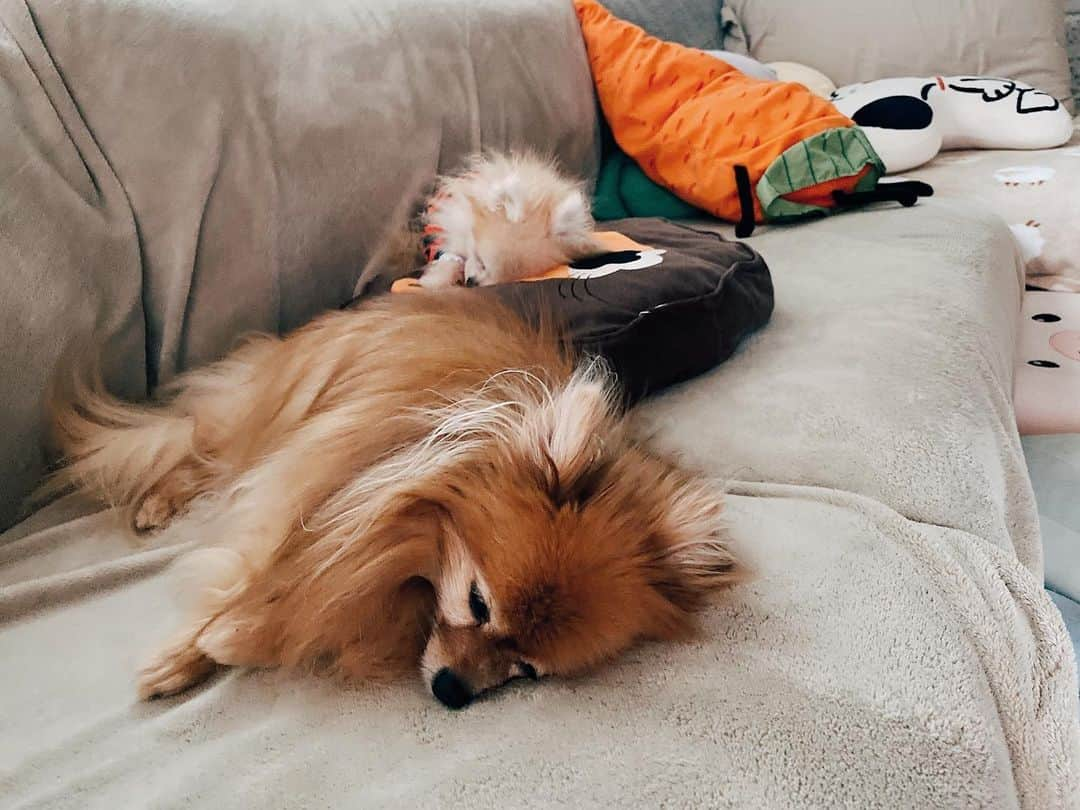 r_oseさんのインスタグラム写真 - (r_oseInstagram)「The heavy rain is falling 🌧 while lazy puppies are sleeping🐰🐻〰️」7月25日 18時00分 - r_ose